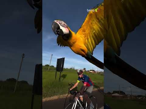 Ciclista viraliza ao registrar arara ‘escoltando’ grupo em atividade no interior de SP #shorts