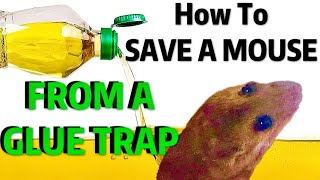 HOW TO REMOVE a MOUSE From GLUE TRAP | Humane & FAST!