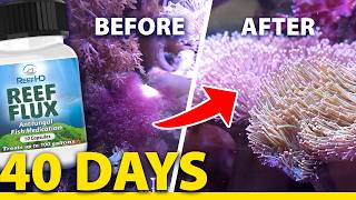 Cotton Candy Algae Outbreak: 40 Day Reef Flux Test