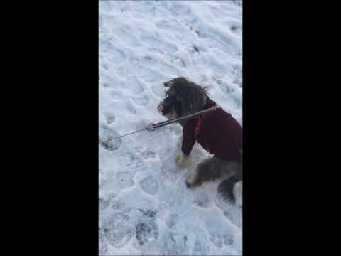 Snowy Morning Dog Walk 02.01.2021