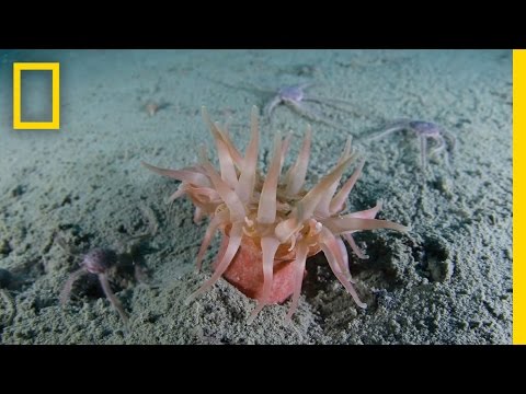 Exploring Russia's Spectacular Arctic Islands | National Geographic