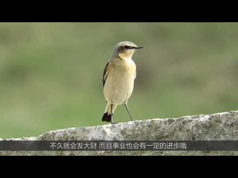 小鳥築巢 風水