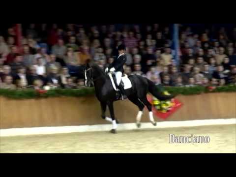 Schockemoehle Hengstkollektion 2014 Danciano english