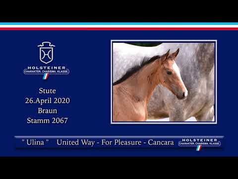 Holsteiner Elite-Fohlenauktion | Nr. 40 v. United Way - For Pleasure