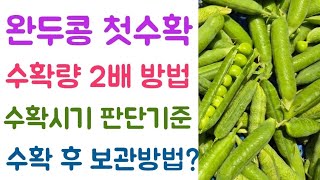 완두콩 첫수확???? 수확량 2배 이상 높이려면????? 수확시기 판단????? 수확 후 보관방법?