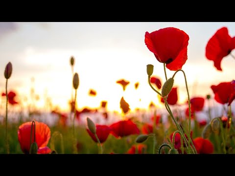 SLEEP MUSIC 24/7, RELAXING MUSIC,MEDITATION MUSIC, SLEEP MUSIC, SPA
