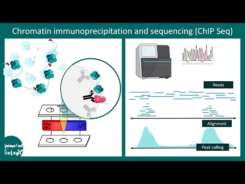 ChiP seq | Chromatin immunoprecipitation and sequencing | Methods in biology | CSIR NET