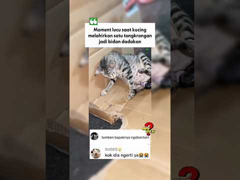 Nurut aja lagi🤣 #lucu #cat #memes #moments #shorts