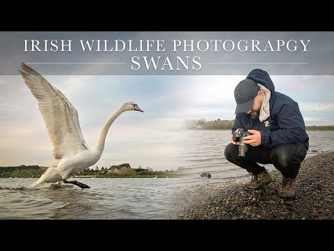 Irish Wildlife Photography - Swans at the estuary