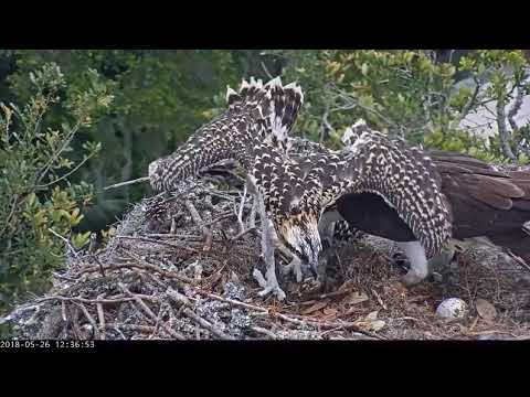 5/26/18 ~ SAVANNAH OSPREY, DID THAT FISH HAVE SPINACH IN IT?!