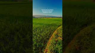 Download lagu qoutes story wa 30 detik canon rock song mp3