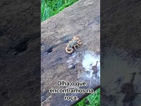 Fomos pra roça, e olha o que encontramos no mato! #minasgerais  #viscondedoriobranco #vlogsvideo