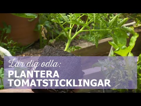 Lär dig odla: Plantera tomatsticklingar