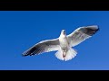 Linda Ronstadt - Birds  [HD]