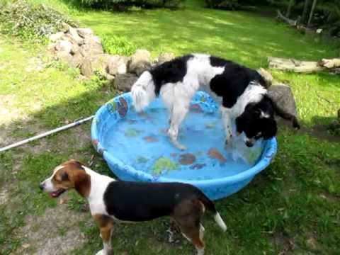 Nahla the Landseer Plays with Beagle Pup
