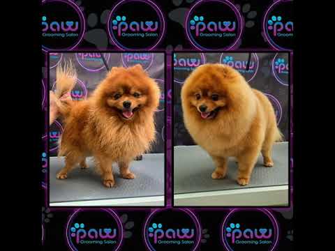 תמונה של PAW Grooming Salon