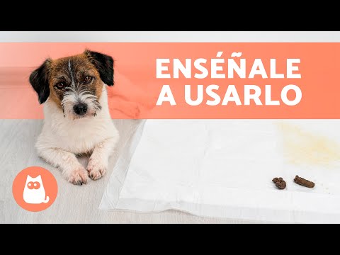 How to potty train a puppy on the potty pad 🐶✅