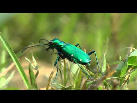 download lagu mp3 mp4 Six Spotted Tiger Beetle, download lagu Six Spotted Tiger Beetle gratis, unduh video klip Six Spotted Tiger Beetle