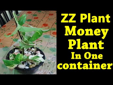 , title : 'How to Grow Money plant'