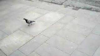 Crack Angel  "Honor My Wishes"