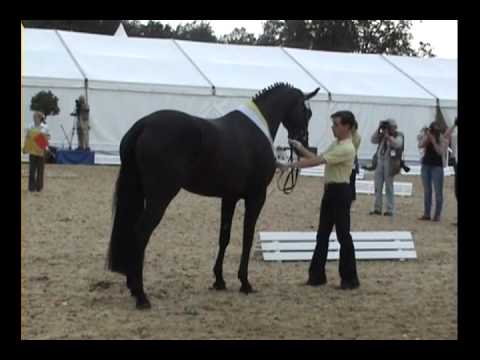 StPrA Lady Dance v. Londontime - Herwart v.d. Decken-Schau 2011