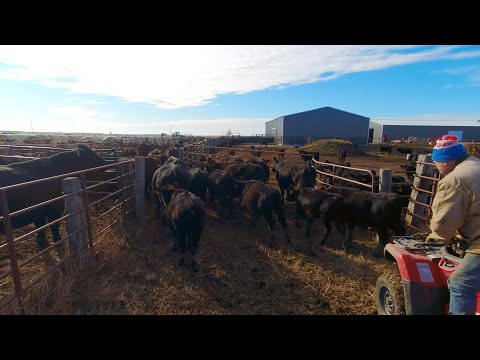 South Dakota ranchers weaning calves