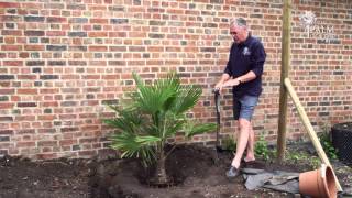 Planting A Palm Tree
