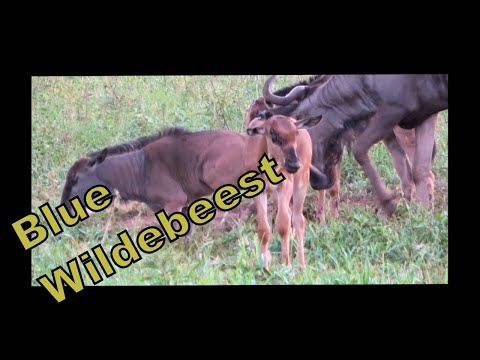 Blue Wildebeest - Wildebeest Calves | ON SAFARI