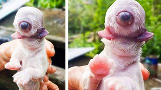 15 Weirdest Pets We’ve Bred Into Existence