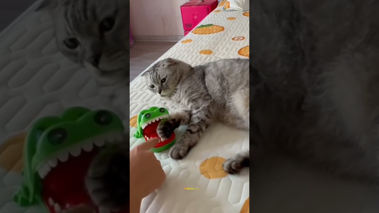When a cat meet a troll ☠️💀 #shorts #trollface #funnycats