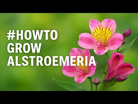 How to Grow Alstroemeria (Peruvian Lily) – Sun, Soil & Care Tips for Vibrant Blooms!