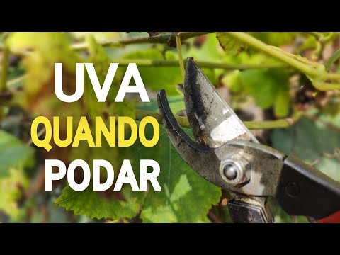 , title : 'UVA Veja Quando Fazer a Poda em cada REGIÃO'