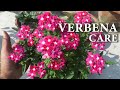 Verbena Flower || Verbena Plant Care || How To Grow Verbena Flowers.