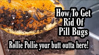 Pill Bugs! How to get rid of them and protect your plants using "The Orange Method".