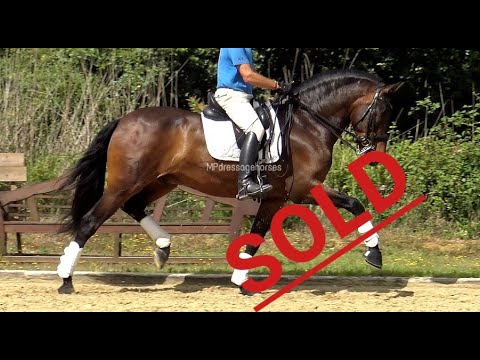 *SOLD* #MP241 | FEI PSG Gelding 2011