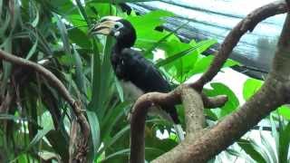 preview picture of video 'Beautiful tropical birds in Bali Bird Park (Taman Burung Bali) near Ubud (Bali Indonesia)'