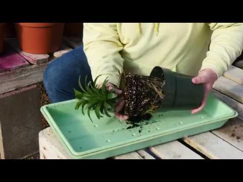 Starting Easter Lilies | From the Ground Up