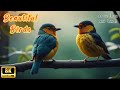 Amazing Birds | List of more than 125 birds with real video footage & Images.