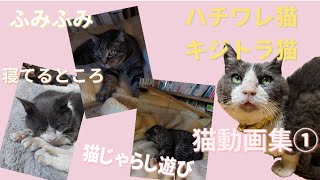 【猫動画】可愛い猫さんの動画を集めました！①