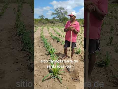 sítio cabaças barra de santa rosa -pb