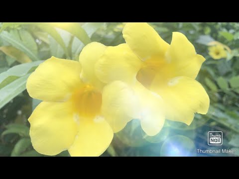 Naturalistic flower time from birth to death 🌸🥀🍃