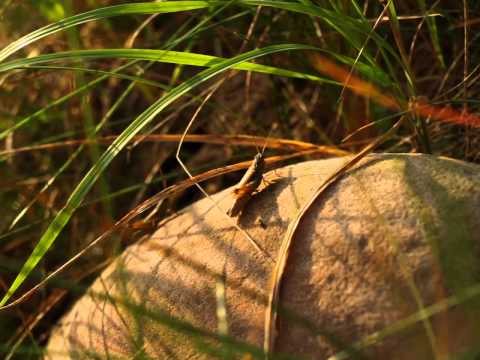 9  Lecz Ty, o Panie trwasz na wieki