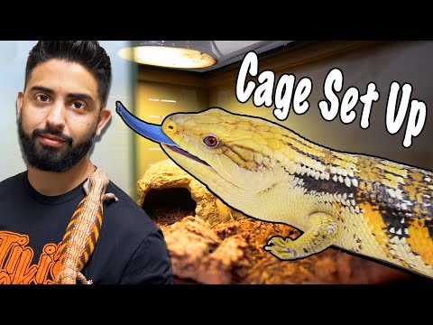 Blue Tongue Skink Set Up! (New Owners Watch This)