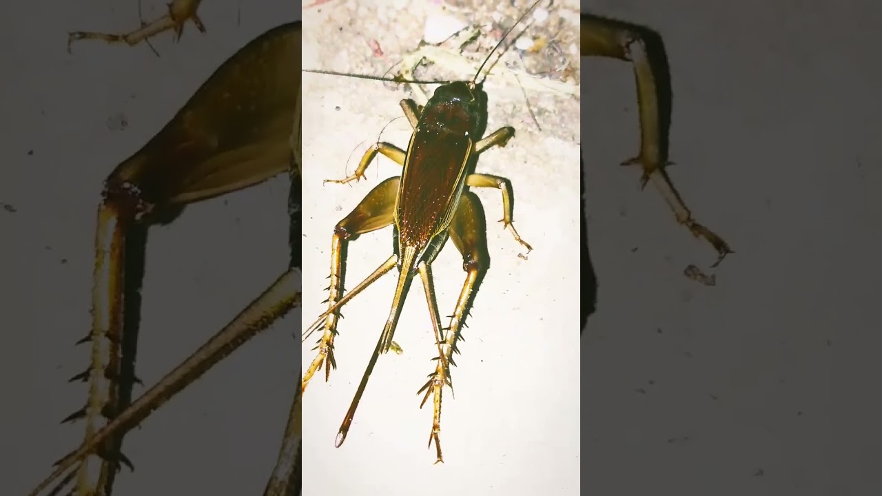 cricket sound #insect