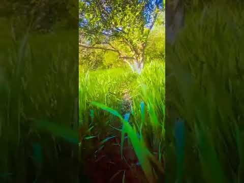 #viralvideo2022 #shorts #video #steak #shorts #steak #video