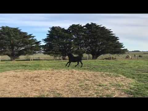 Al Aseel Stud - Black Sapphire