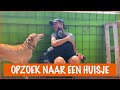 Zoveel lieve honden ter adoptie | DierenpraatTV