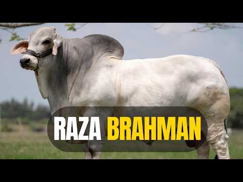 Raza de ganado BRAHMAN: La raza que define la ganadería tropical