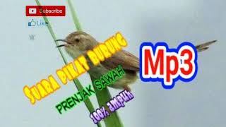 Download lagu suara pikat burung prenjak sawah mp3 mp3 Download lagu suara pikat burung prenjak sawah mp3 mp3