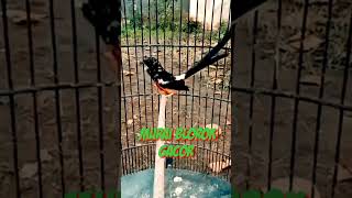 Download lagu Murai Blorok Gacor #muraibatu #burunggacor #muraigacor mp3 Download lagu Murai Blorok Gacor #muraibatu #burunggacor #muraigacor mp3